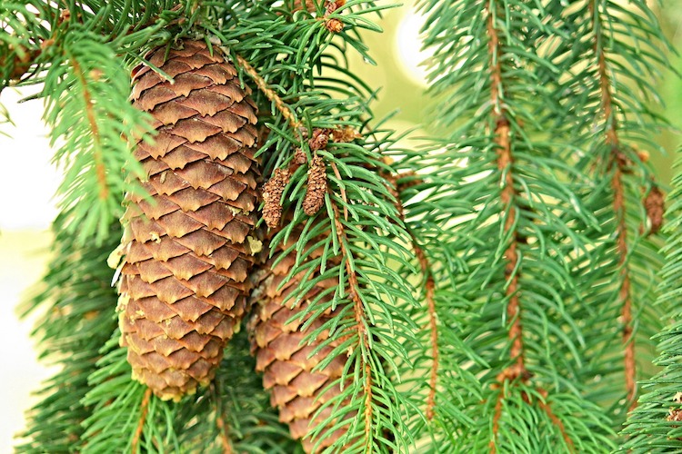 10 Things That You Never Knew About Pine Essential Oil That Could Change Your Life