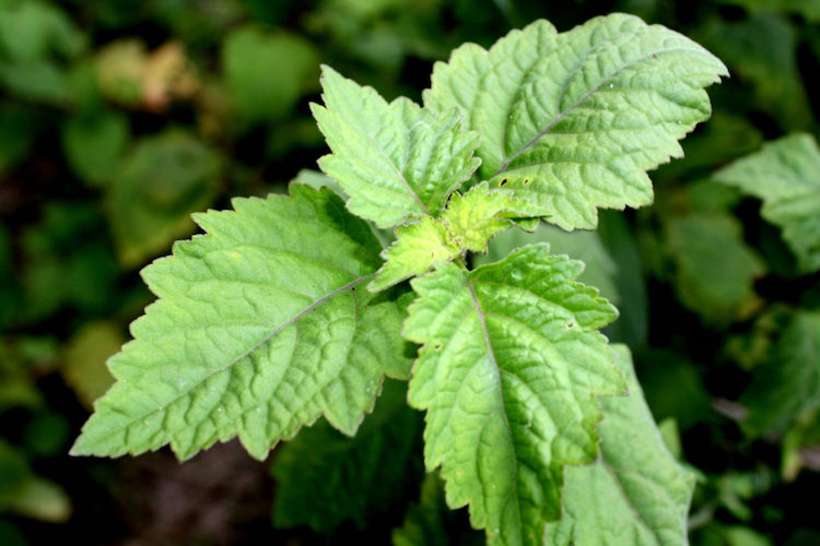12 Reasons Why Patchouli Essential Oil Should Be Mandatory In Every Home