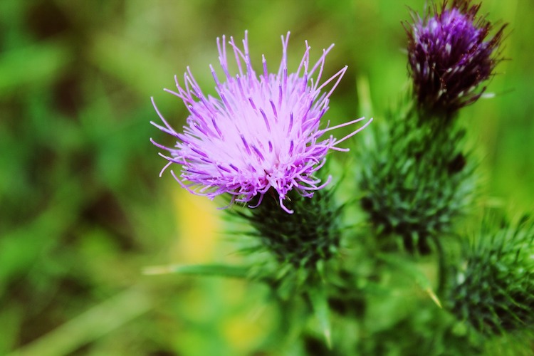 10 Extraordinary Milk Thistle Benefits You Never Knew About