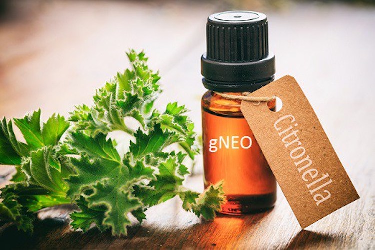 12 Reasons You Should Put A Bottle Of Citronella Essential Oil In Your Kitchen Cabinet