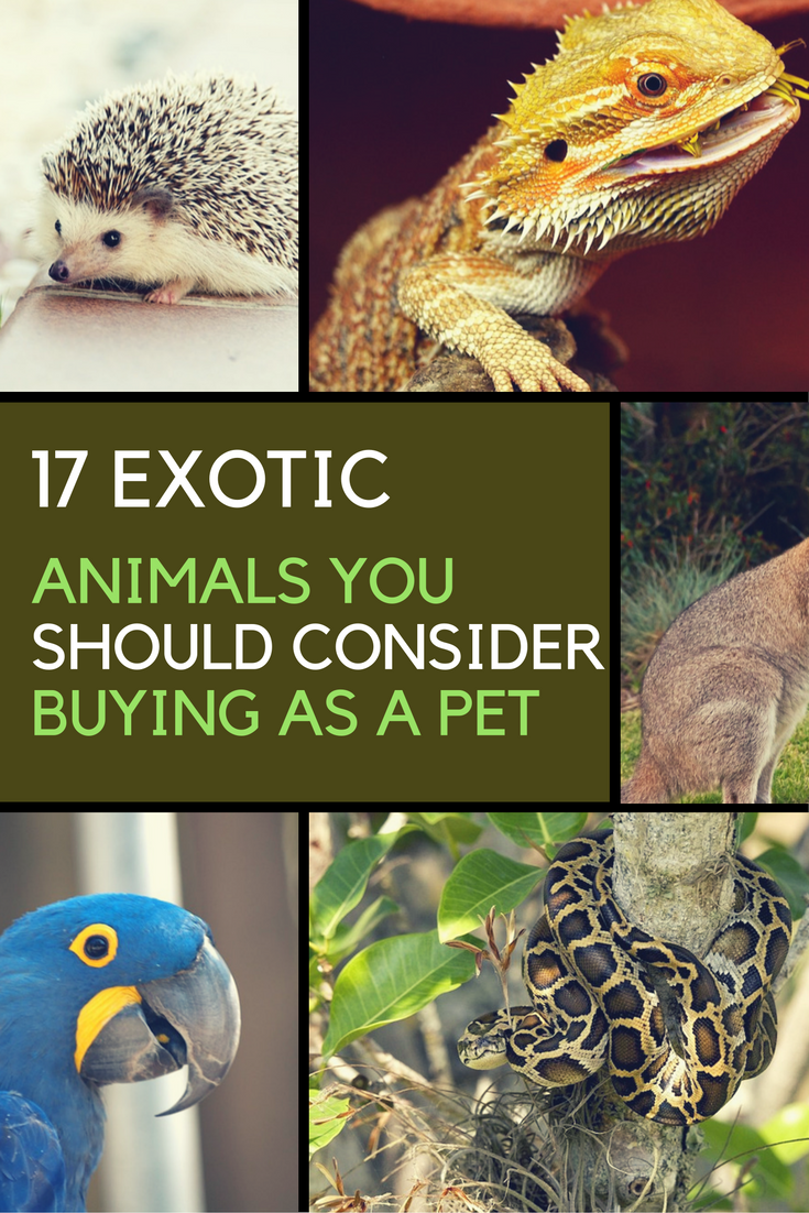exotic pets that can be house trained
