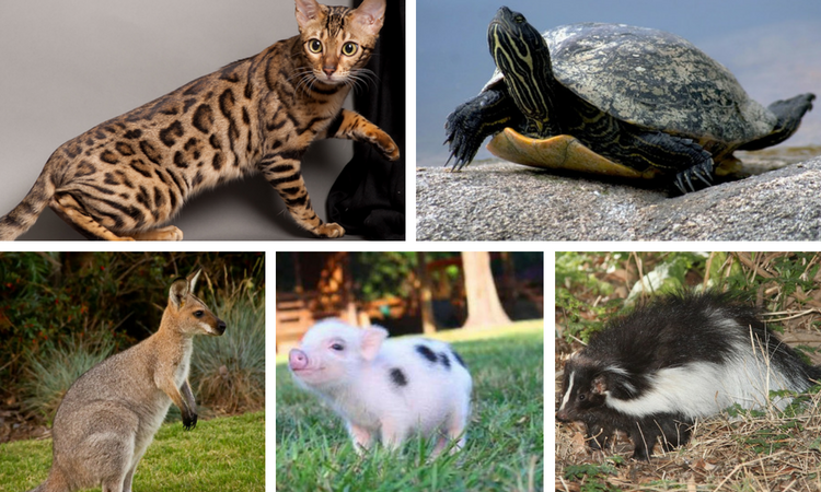 exotic pets that can be house trained