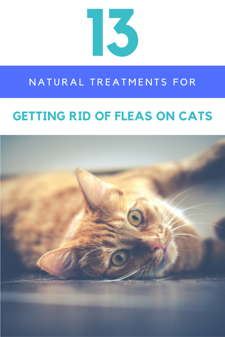 homemade flea treatment for cats