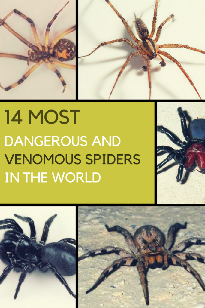 The World's 14 Most Dangerous & Venomous Spiders You Should Avoid At