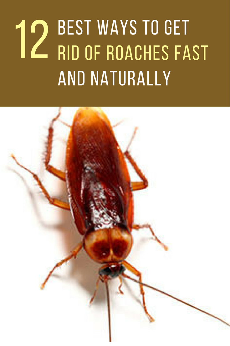How To Get Rid Of Roaches In Your Home Naturally 12 Unique Ways